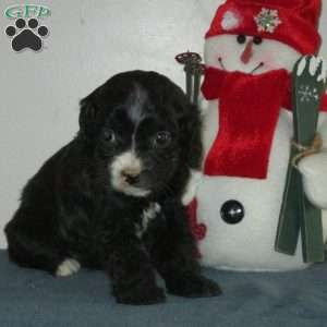 Zelda, Cavalier King Charles Mix Puppy